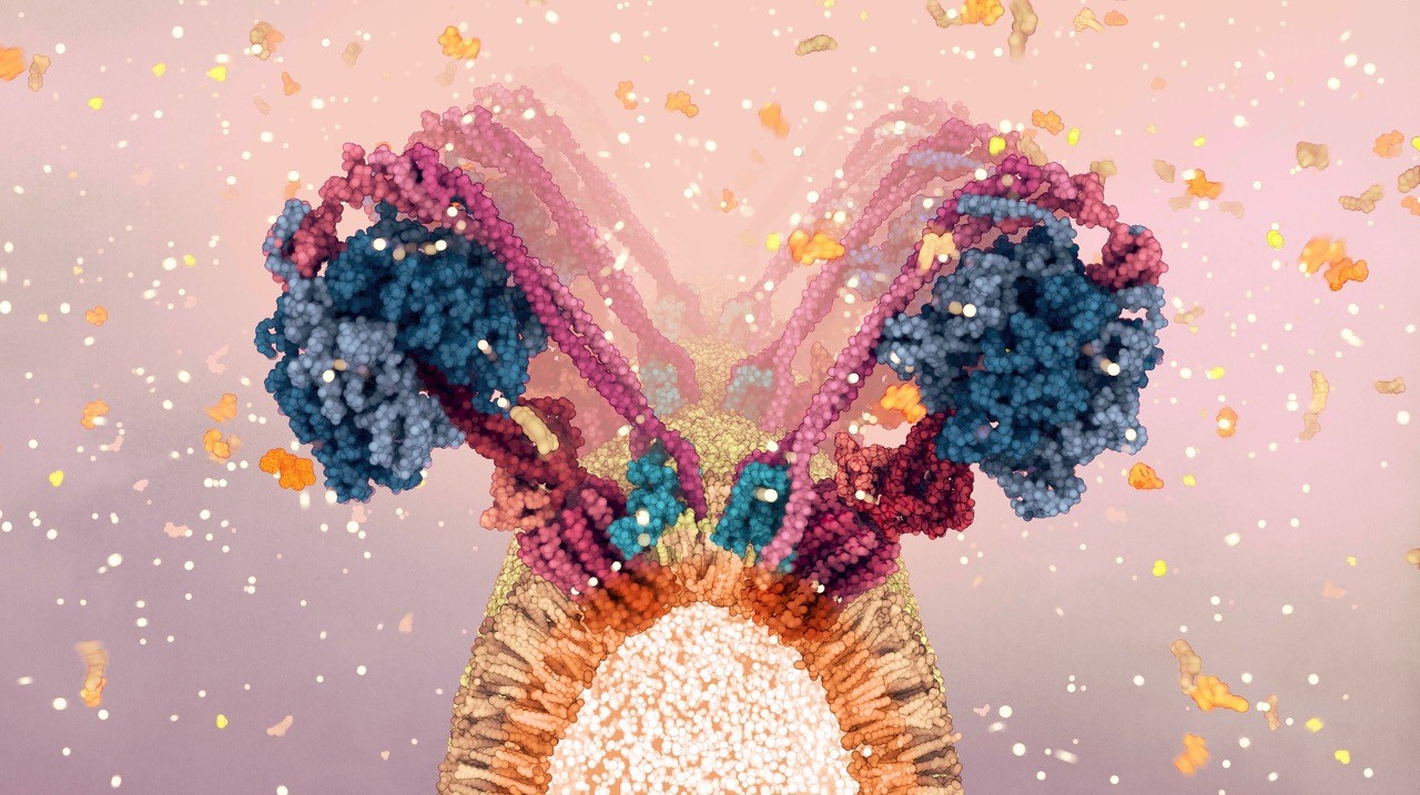 Visualization of a protein on a cell boundary